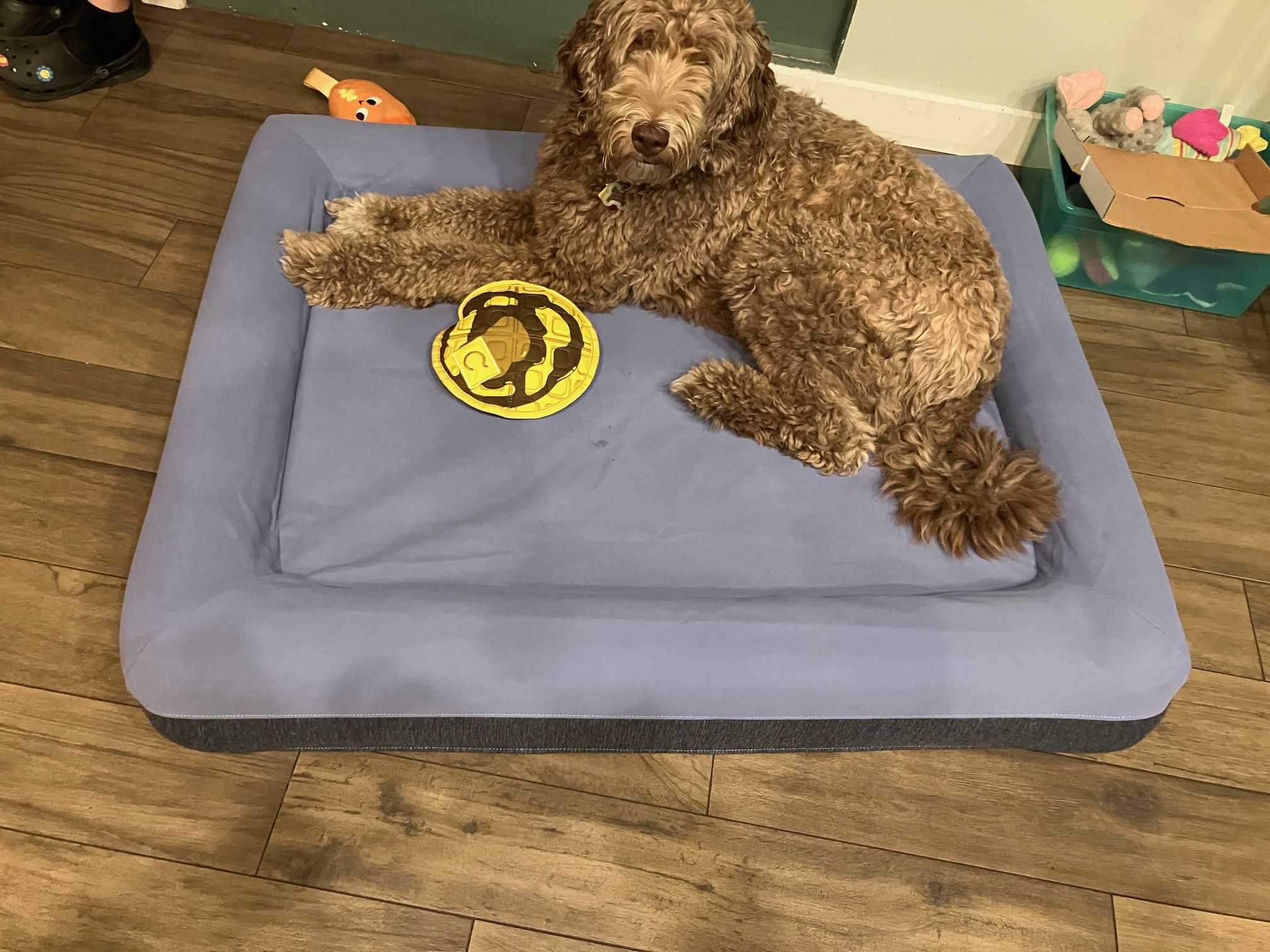 Best Dog Beds of 2024, Tested and Reviewed - Main Image
