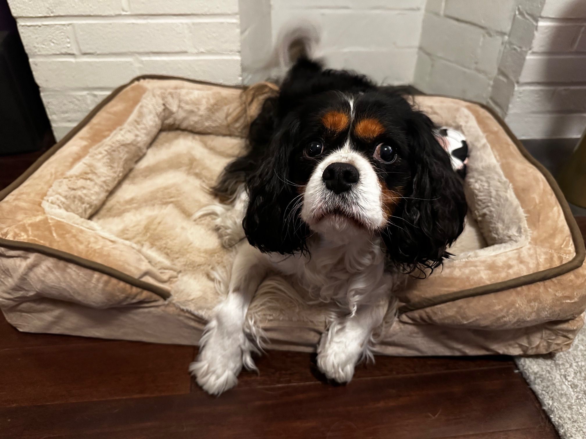 Best Dog Beds of 2024, Tested and Reviewed