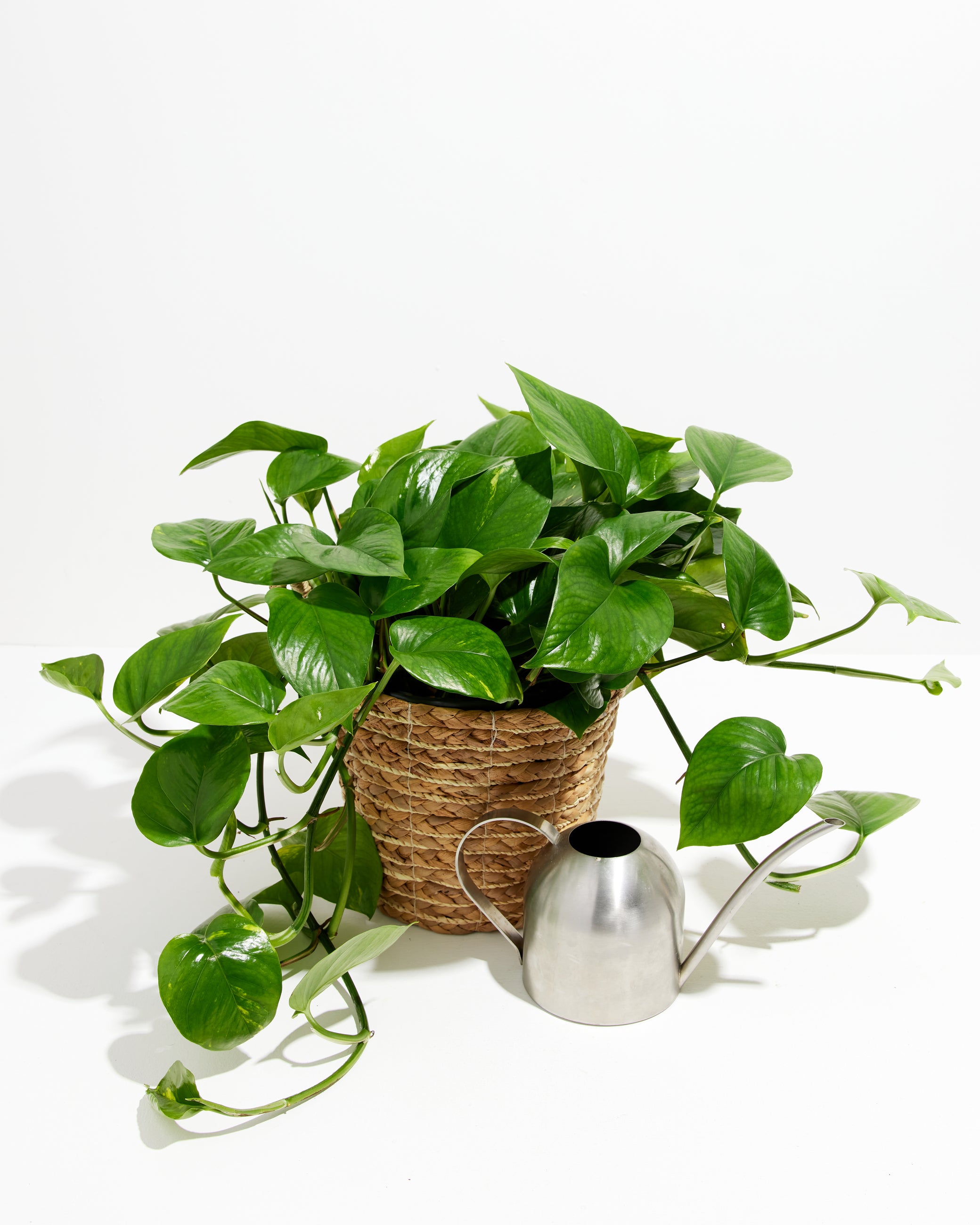 How to Care for a Pothos Plant the Right Way