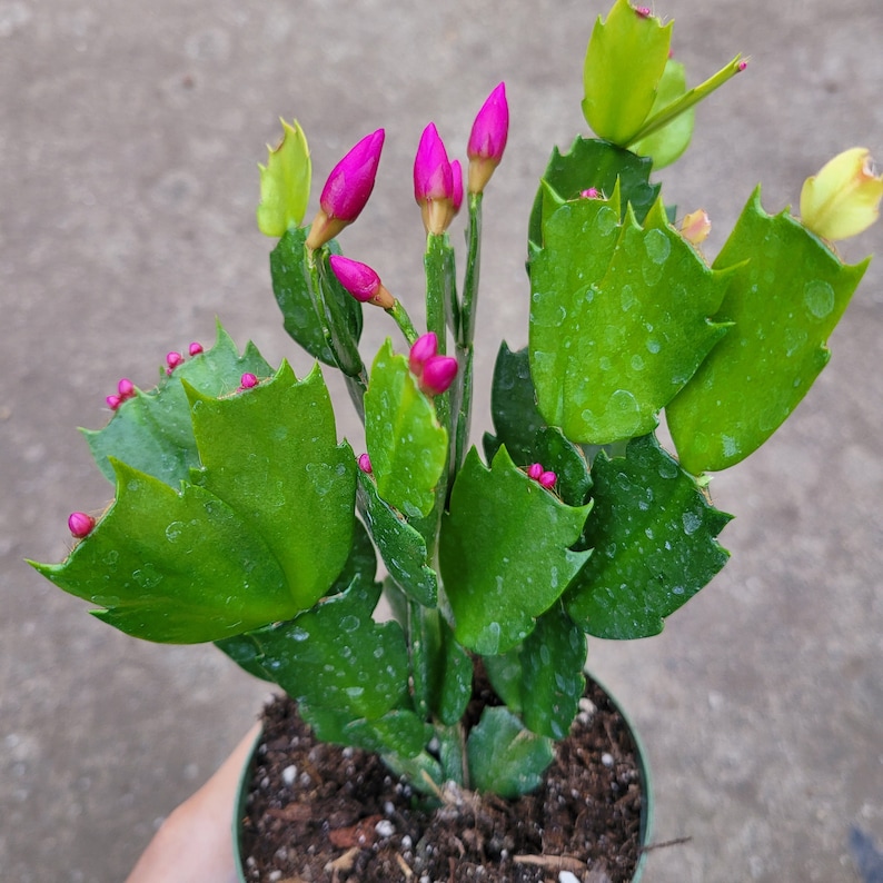 Here's How to Grow and Care for a Thanksgiving Cactus Indoors