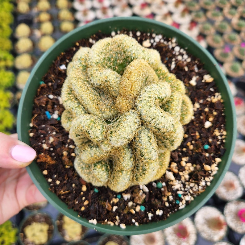 The Brain Cactus Is the Perfect Succulent for Halloween