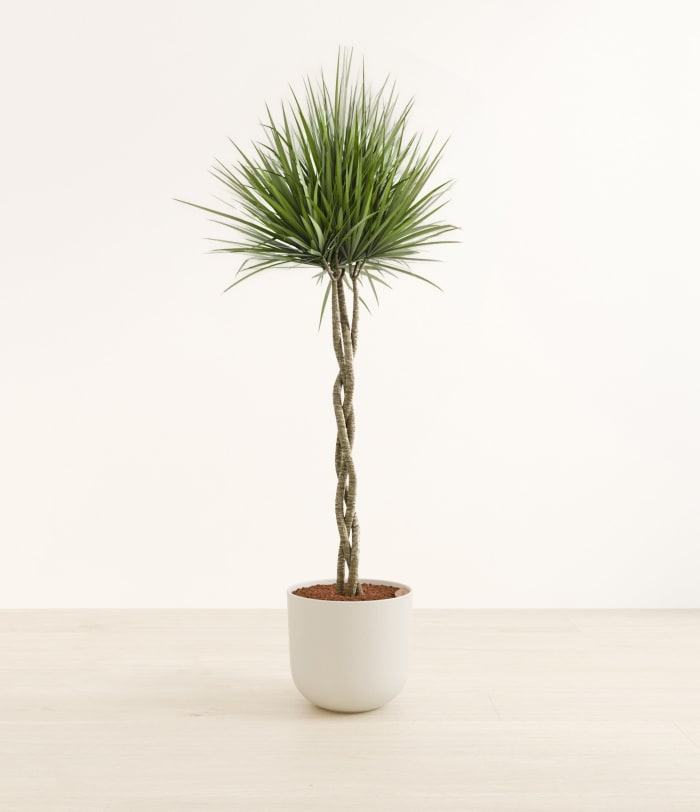 olivenbaum patenschaft bio Olivenbaum Abo/Patenschaft / 3l Bio Extra Natives Olivenöl main image 1