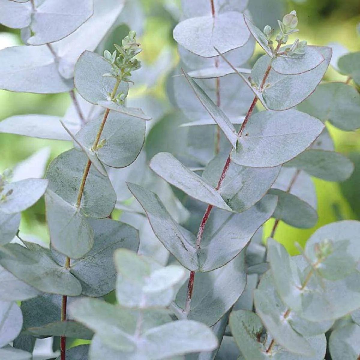 How to Grow Eucalyptus Anywhere