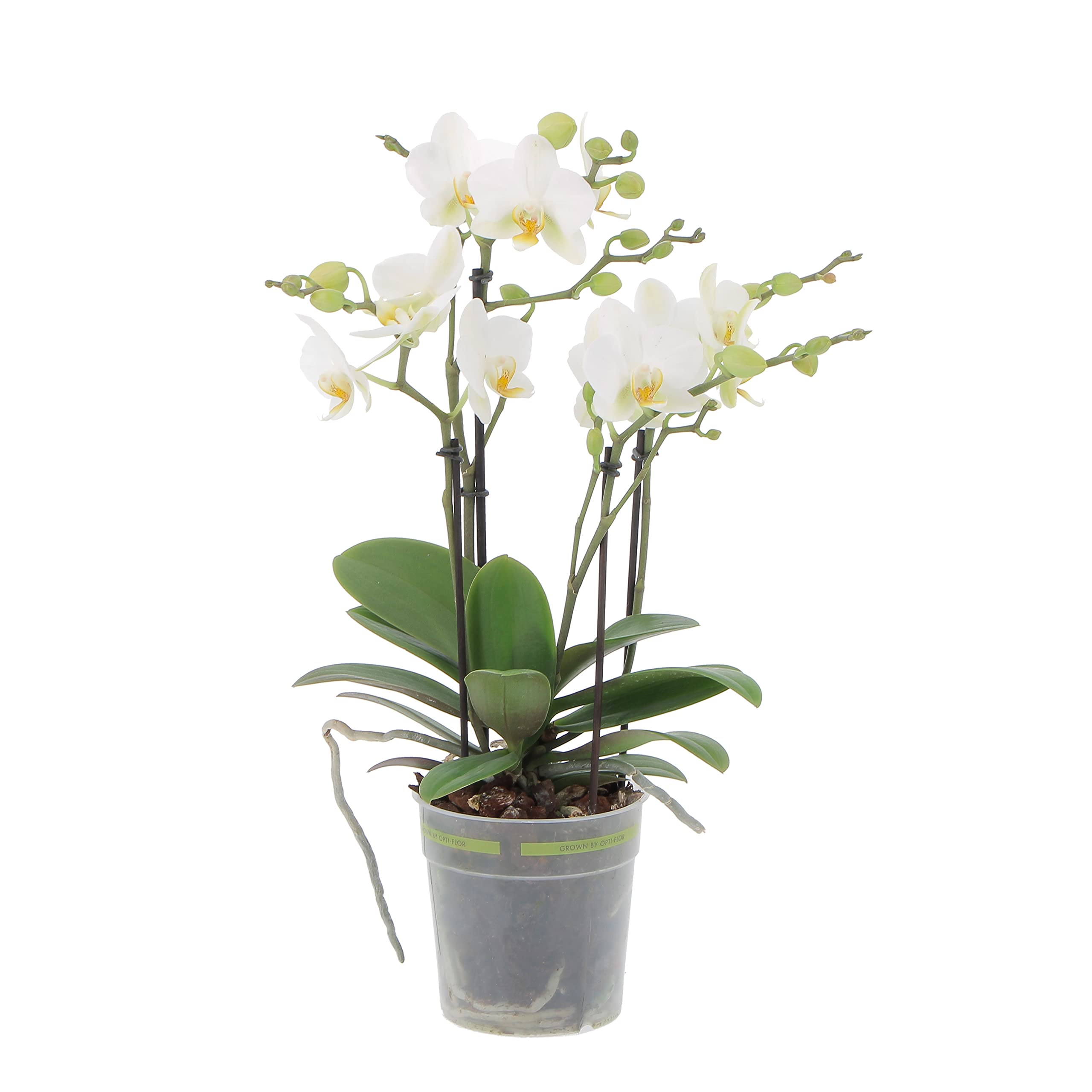 VASO DA FIORI per orchidee sospeso fioriera da esterno piante d