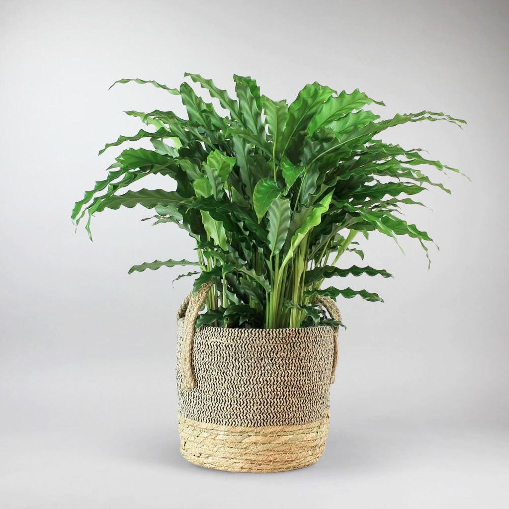 dracena soil Dracaena Elegance 10