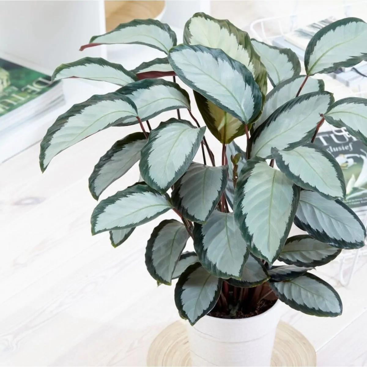 miss calathea 4" Calathea Helen Kennedy  Canopy Plant Co