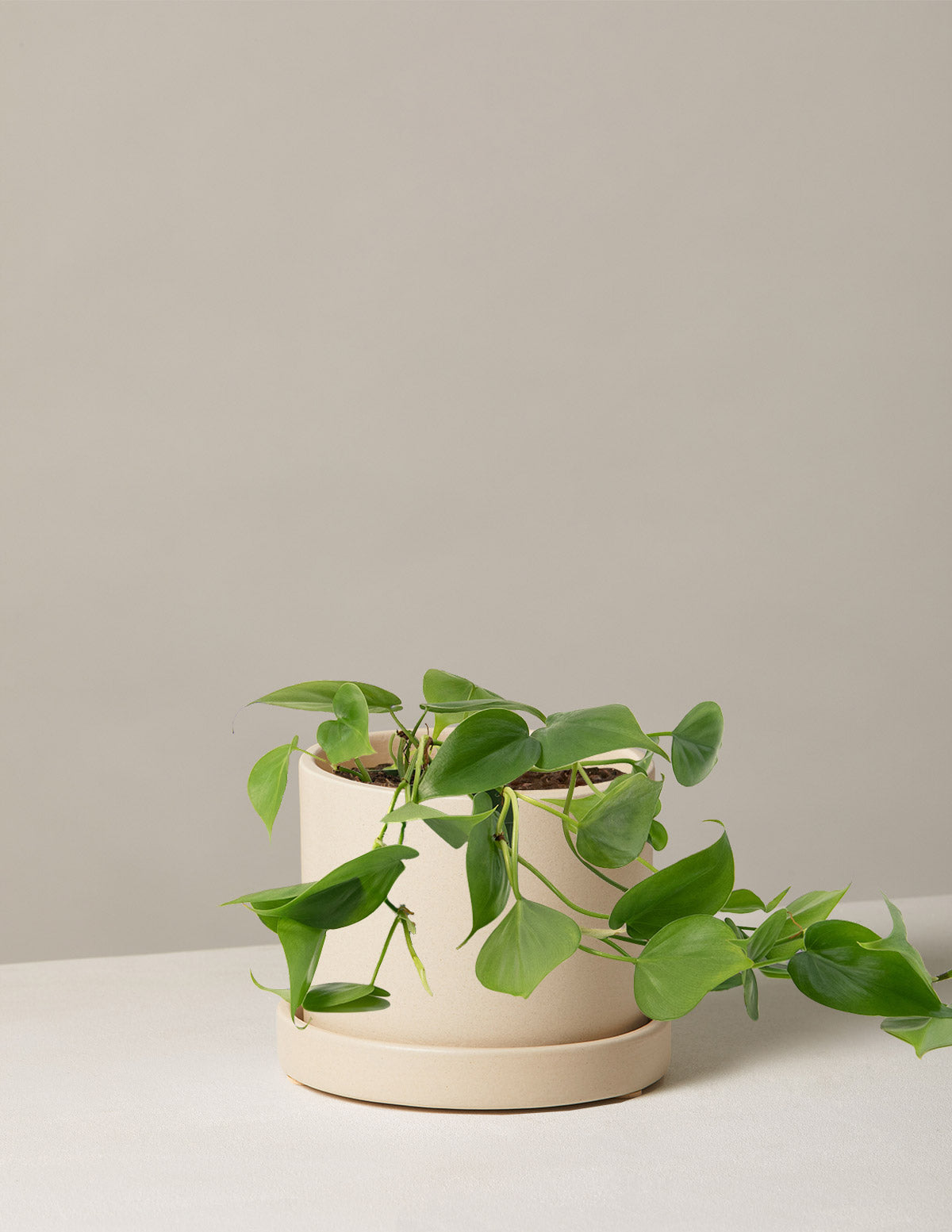 philodendron micans lemon lime 8" Philodendron Lemon Lime HB  Copperline Plant Co