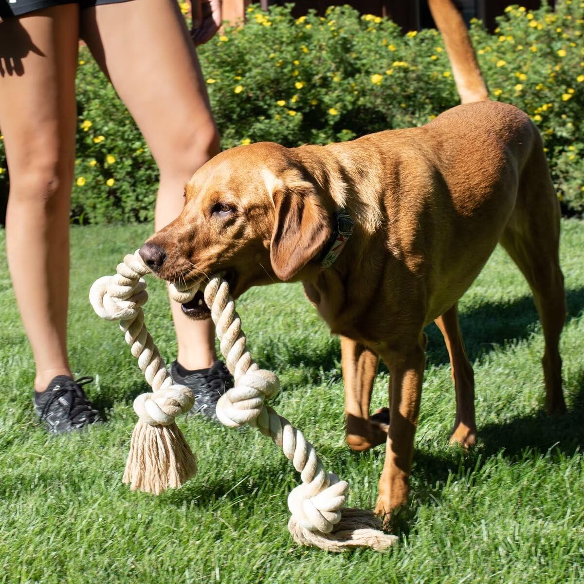 What Do Dog Fleas Look Like? Signs Your Dog Has Fleas