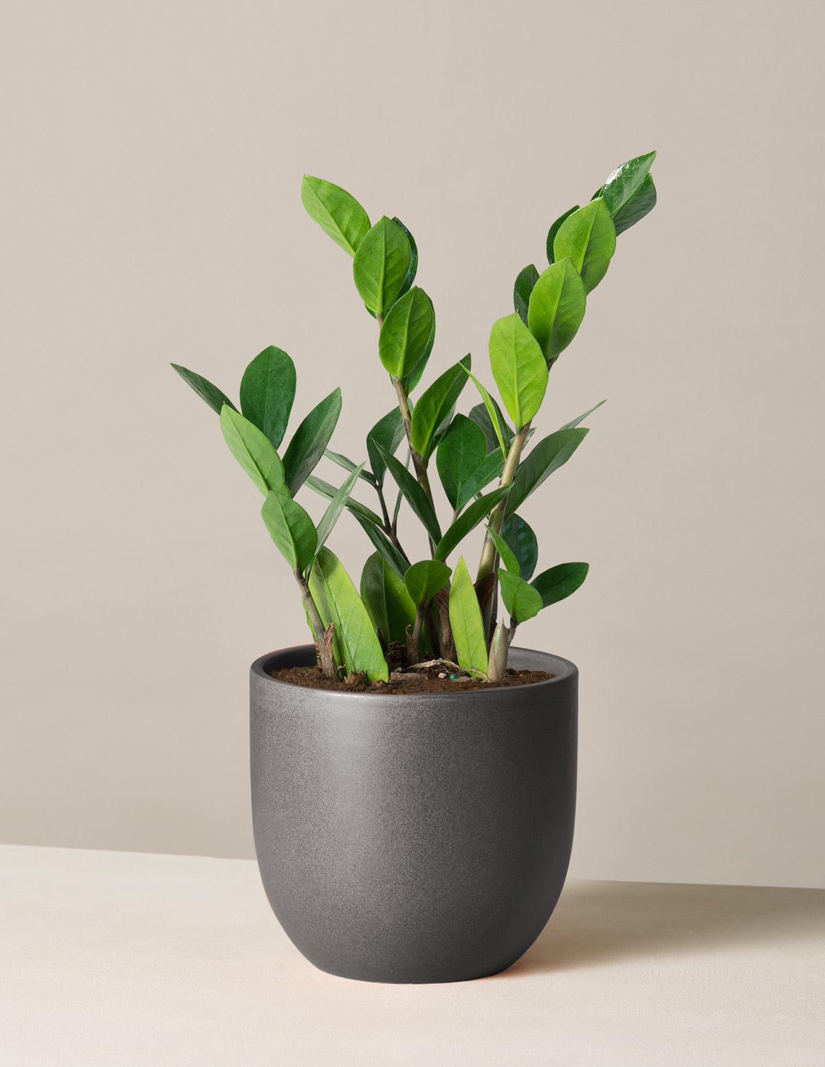 How to Take Care of Your Beginner-Friendly ZZ Plant