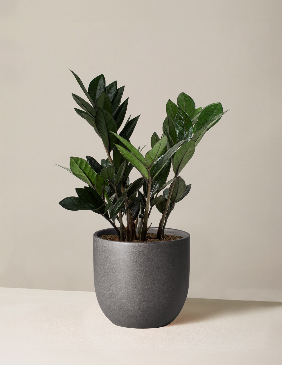 plant pots ceramic Napa Pot