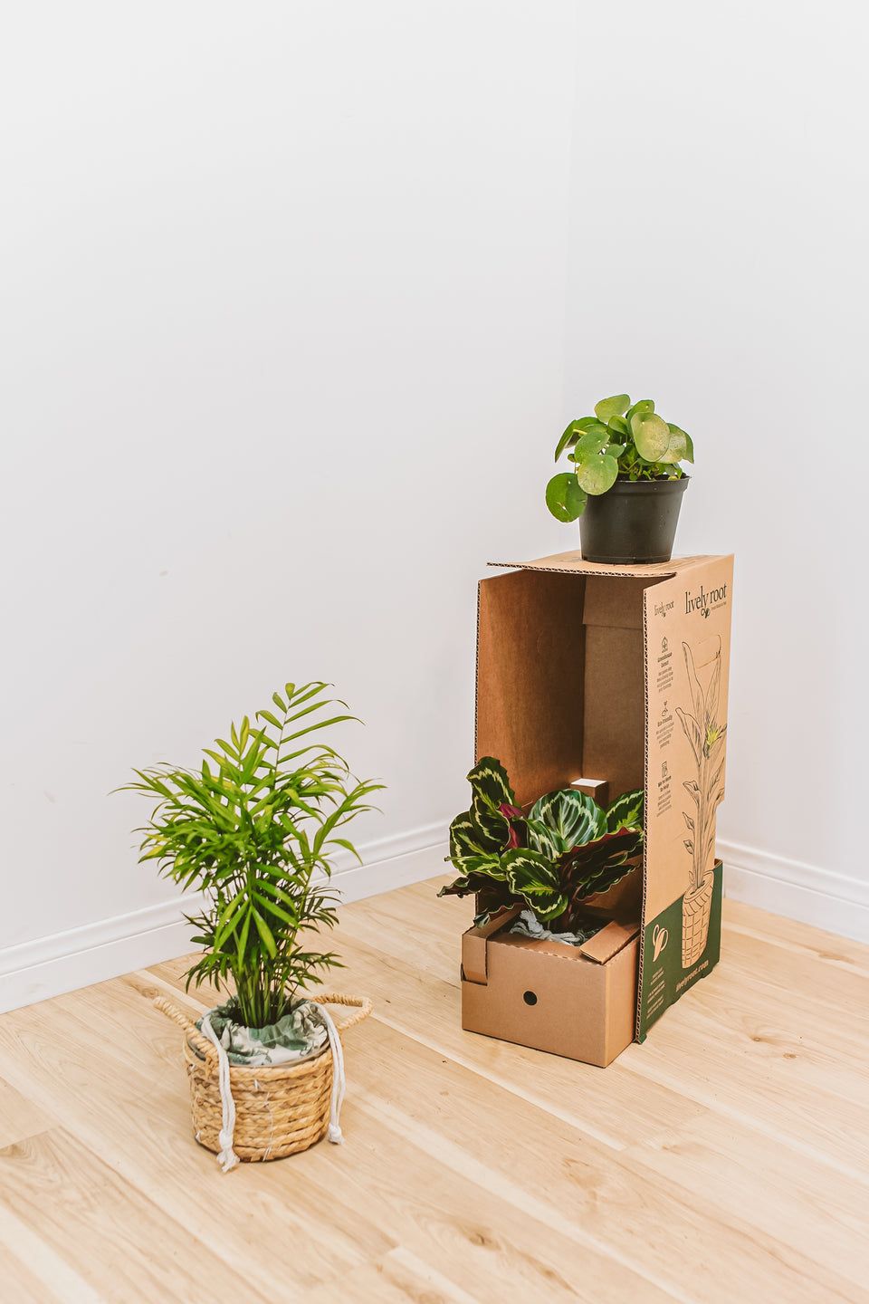 The 9 Best Places to Buy Plants Online in 2025