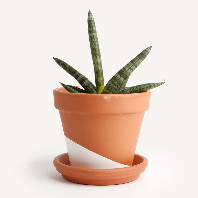 The 9 Best Places to Buy Plants Online in 2025