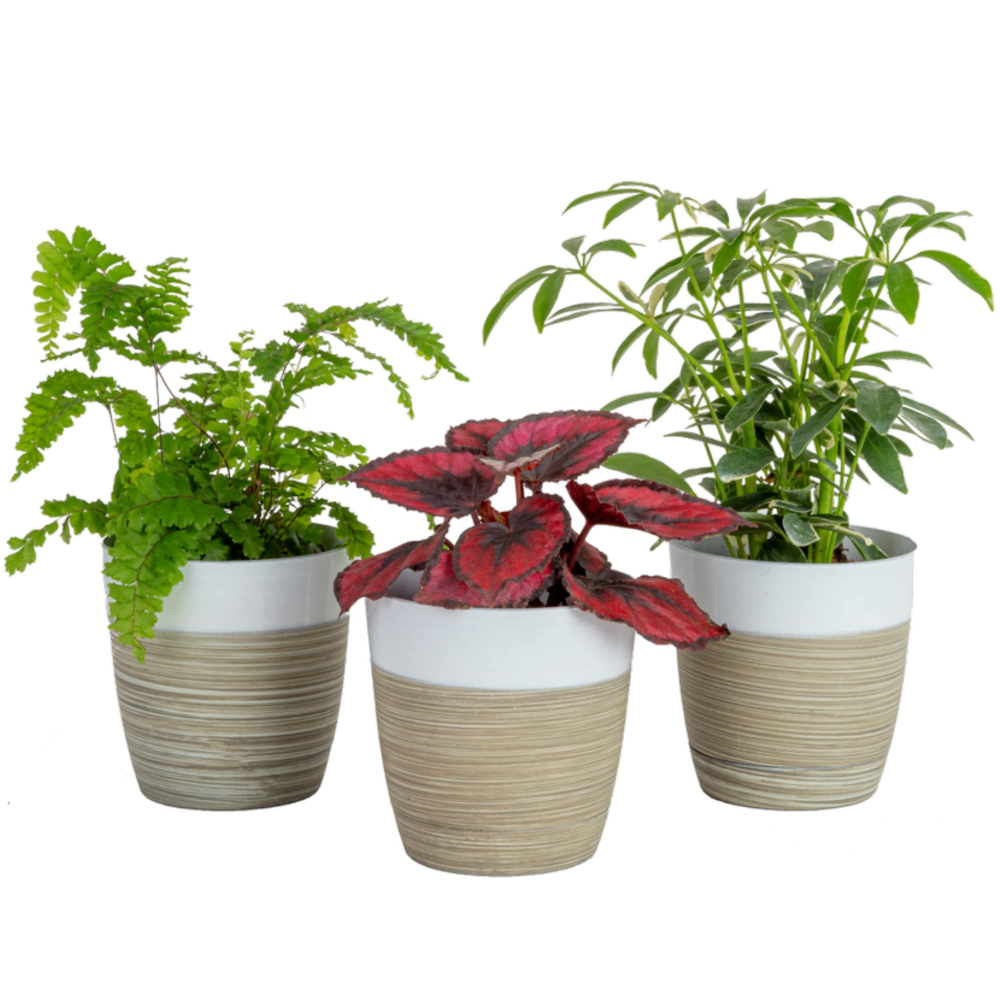 buy tulip plants Callahan Tulip