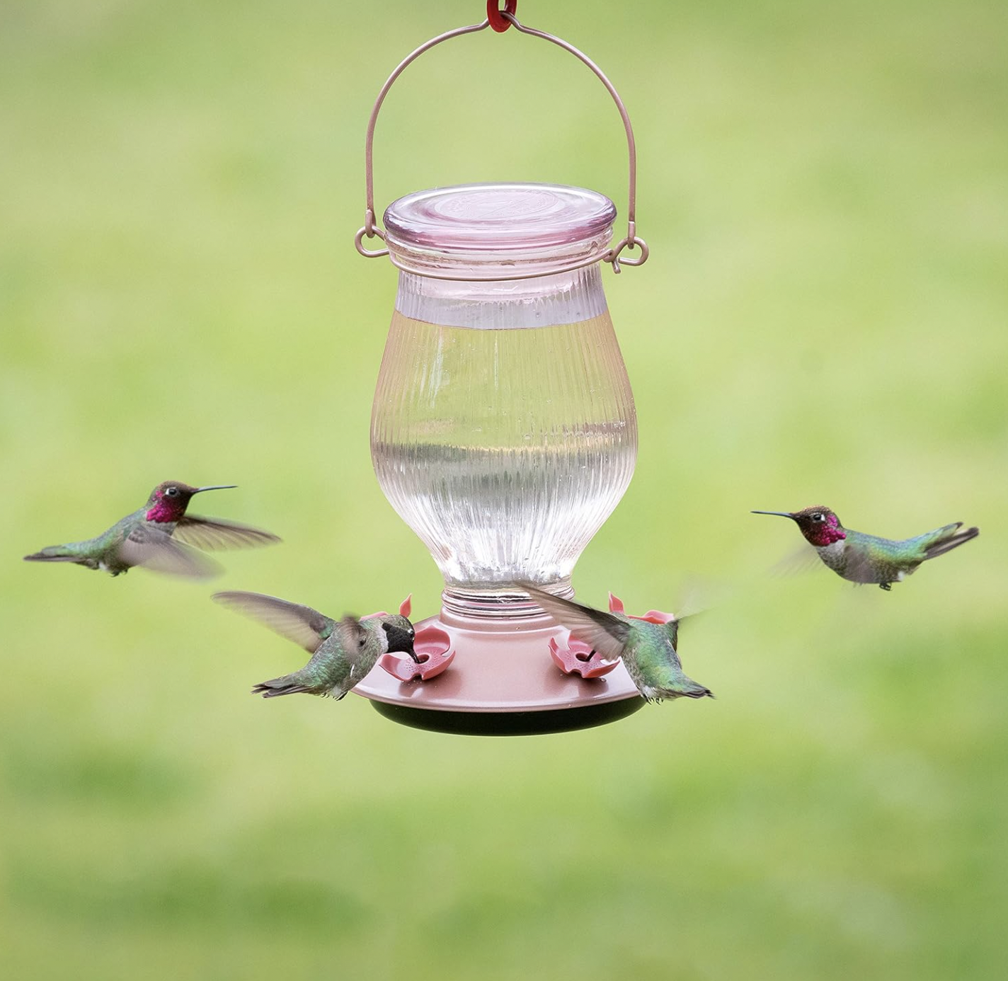 10 Best Hummingbird Feeders for Your Yard in 2025