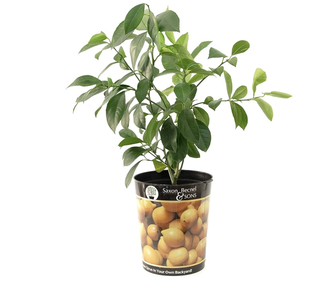 large white ceramic flower pots Glazed Ceramic Cora Planter White main image 0