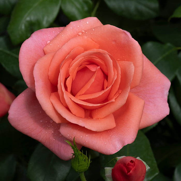 Harkness Roses Debuts Catherine's Rose at the RHS Chelsea Flower