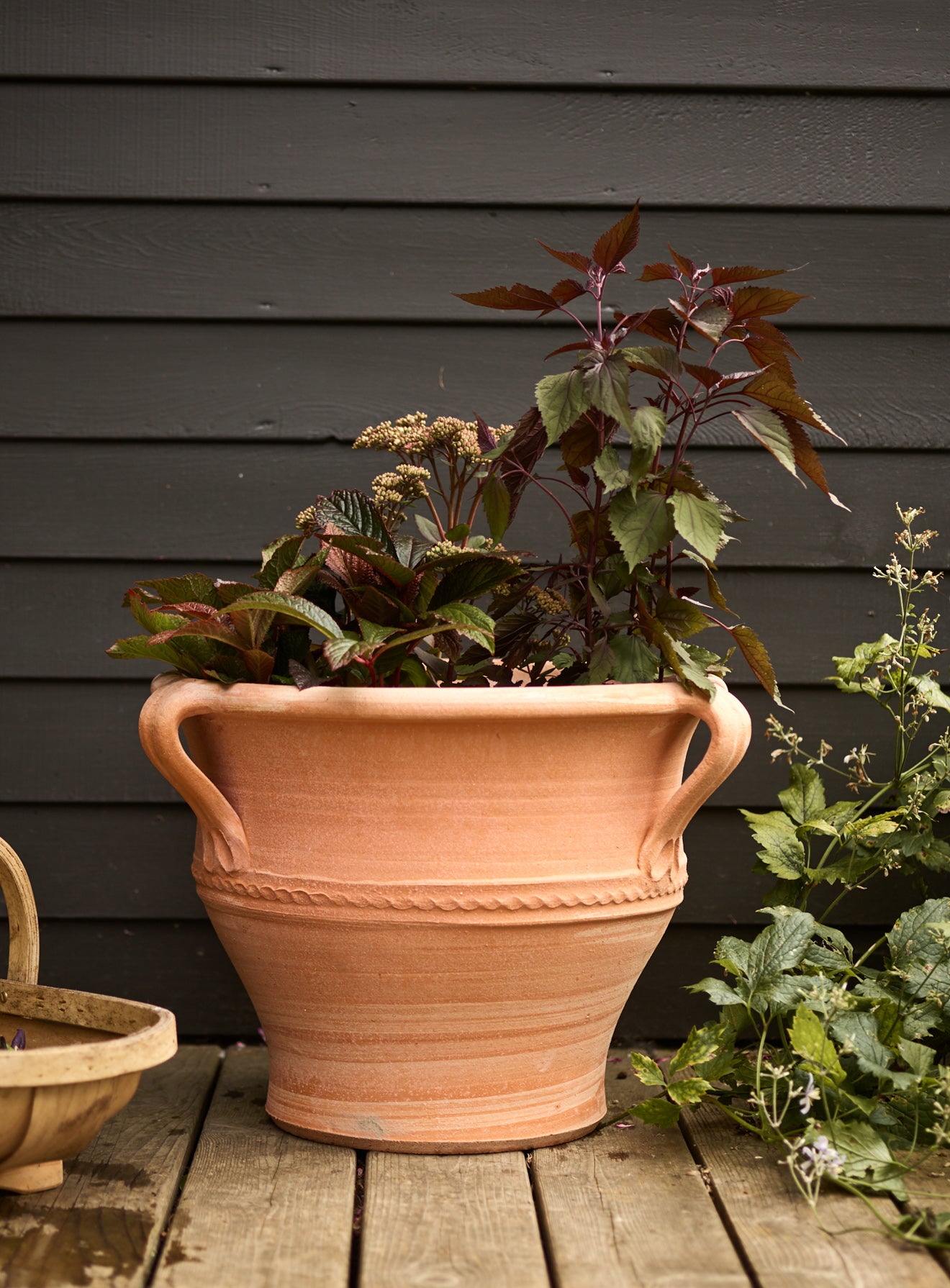 easy plant pots for sale Petunia Easy Wave 'Pink Pearl'
