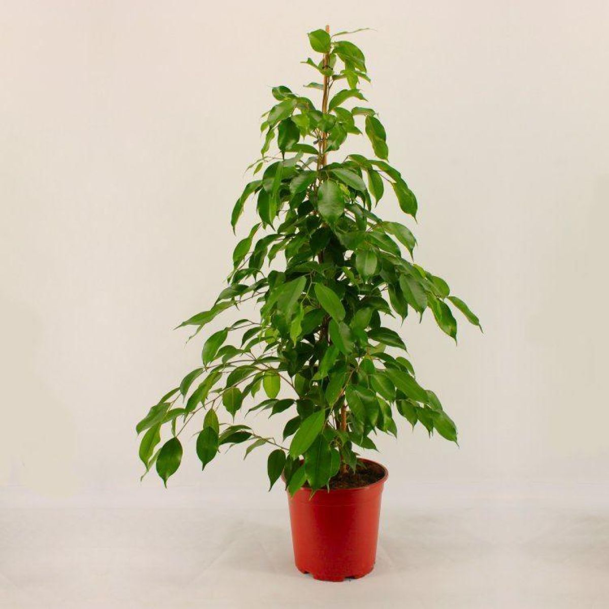 fake lemon plant 6 ft. Artificial Lemon Tree with White Decorative Pot