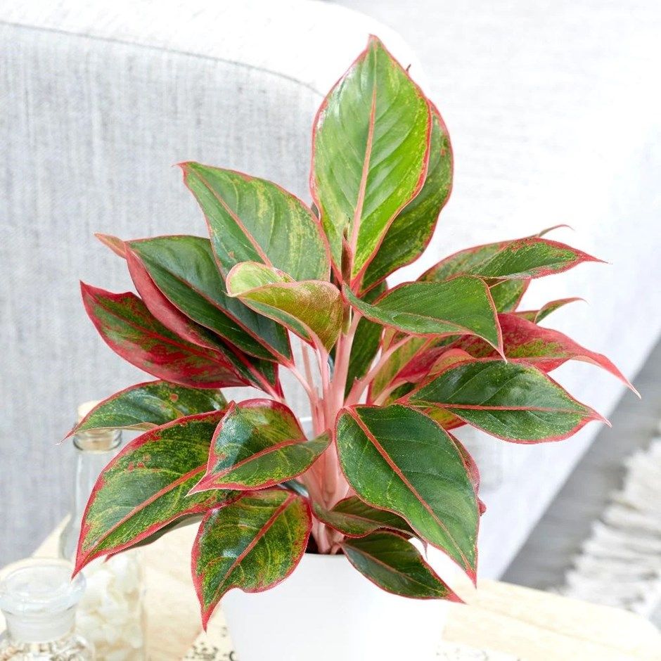 6 Houseplants To Keep Your House Cool In A Heatwave