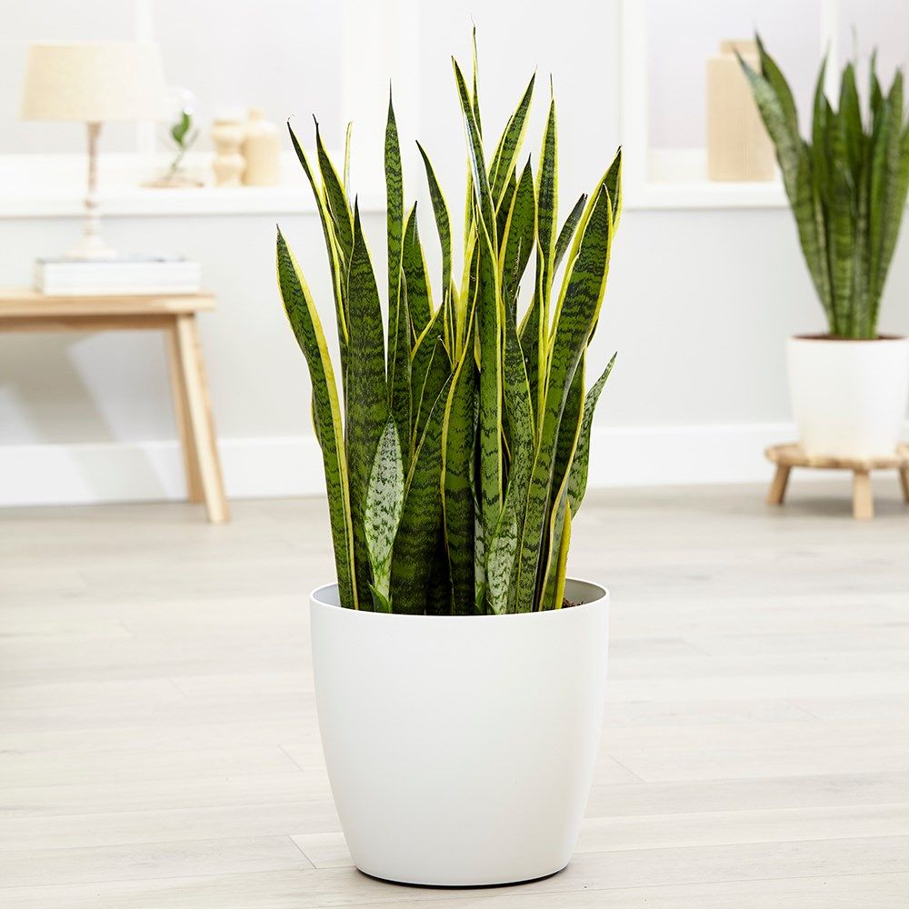 asparagus indoor plant Asparagus Fern main image 1