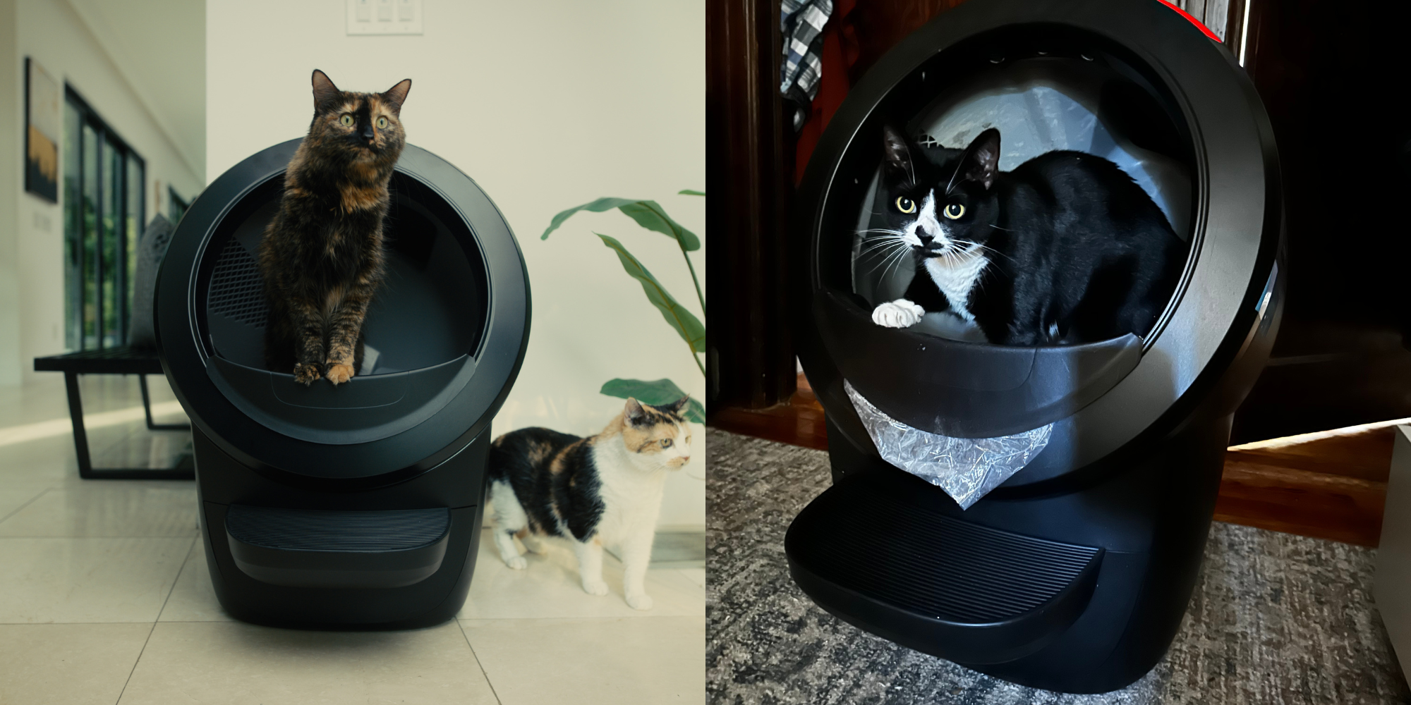 The Best Self-Cleaning Litter Boxes