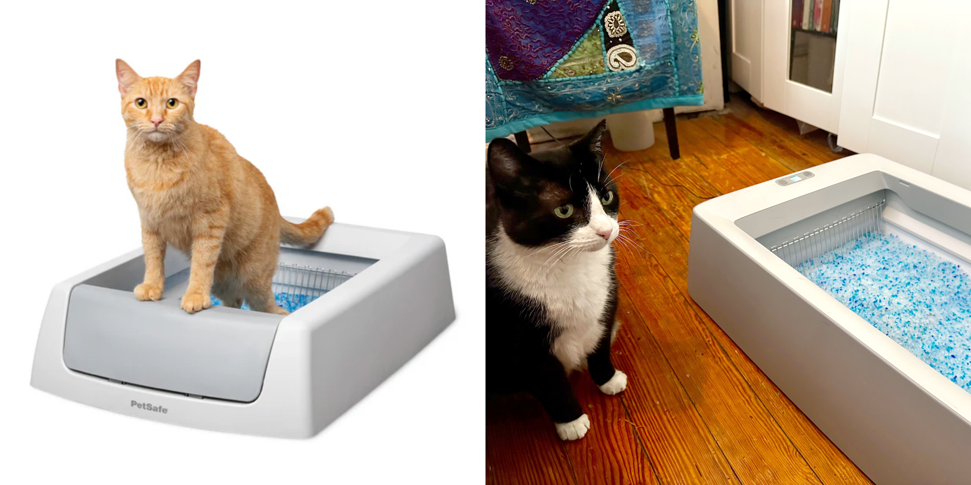 Cat Low Maintenance Pets For Apartments House Pets Low Maintenance