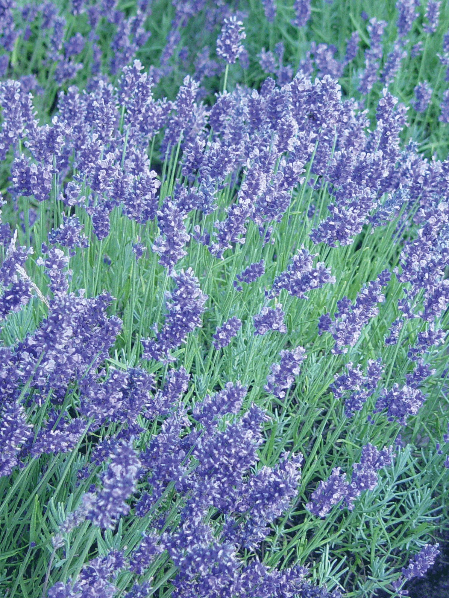 Can I Plant Lavender in My Garden: A Gardener's Guide