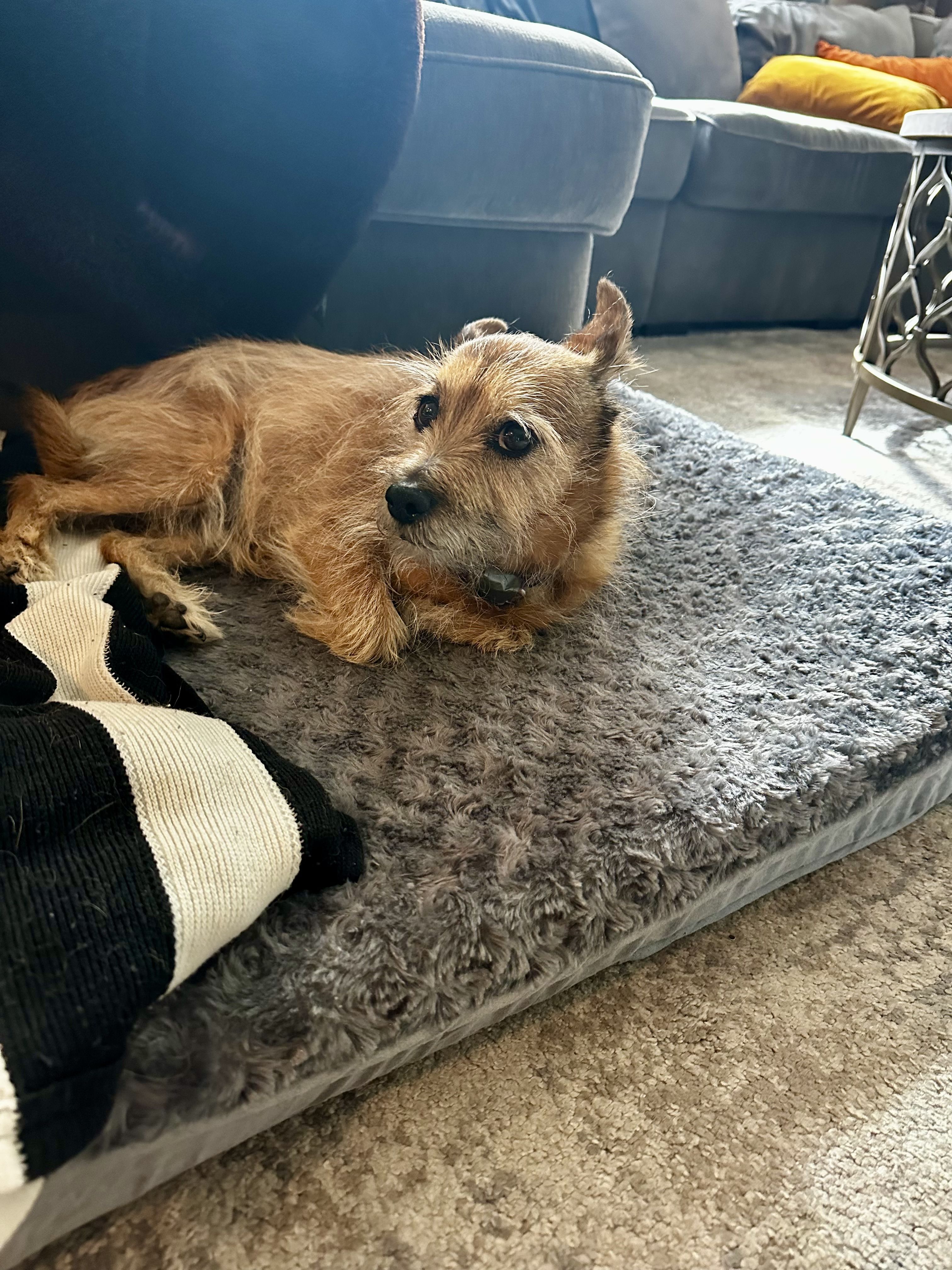 Best Orthopedic Dog Beds in 2025, Tested in Homes