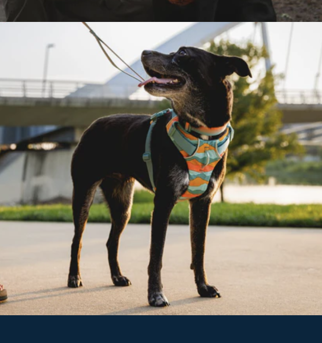 Best Dog Harnesses of 2025, Reviewed by Experts and Owners