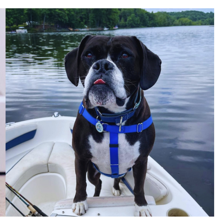 Amazon Metre Dog Lead 20 Metre Retractable Dog Leash, Fiyade 16FT