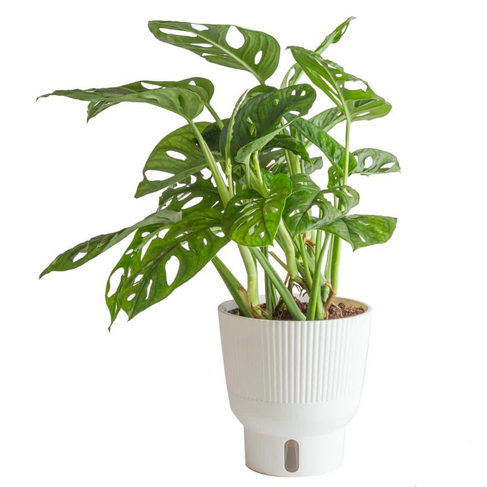 Everything You Need to Know About Swiss Cheese Plant Care