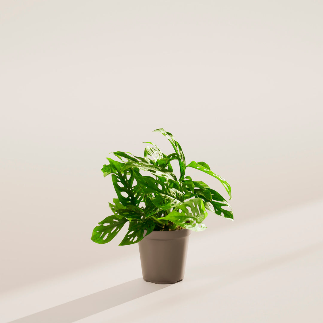 floor plant stand Three-Tiered Seagrass Plant Stand  The Mix