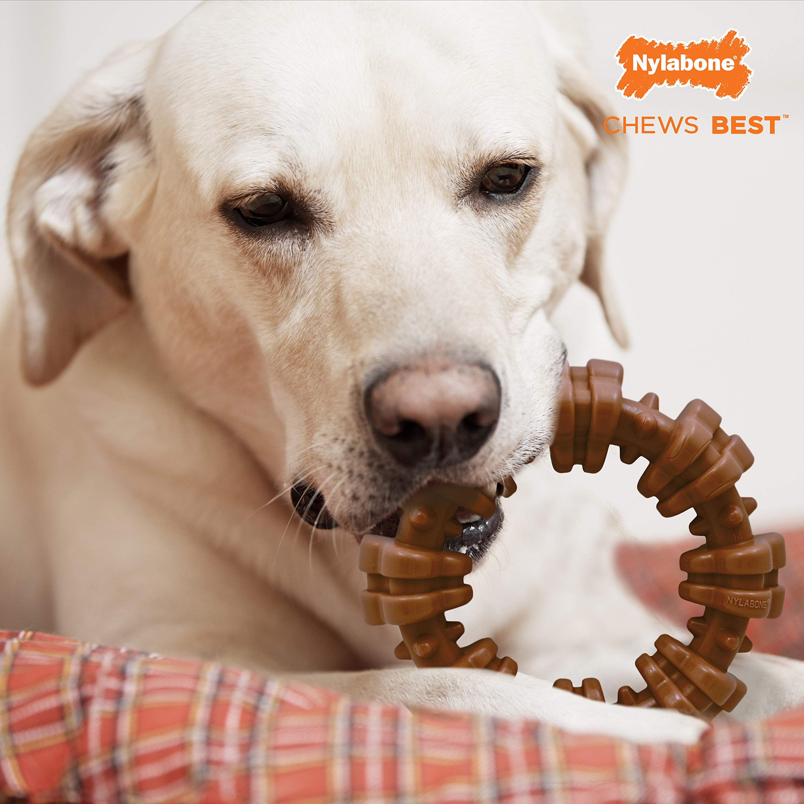 12 Best Indestructible Dog Toys of 2025, With Tips from Vets