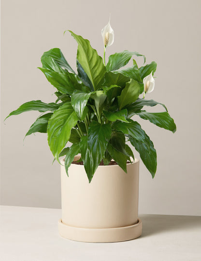 How to Grow and Care for a Peace Lily