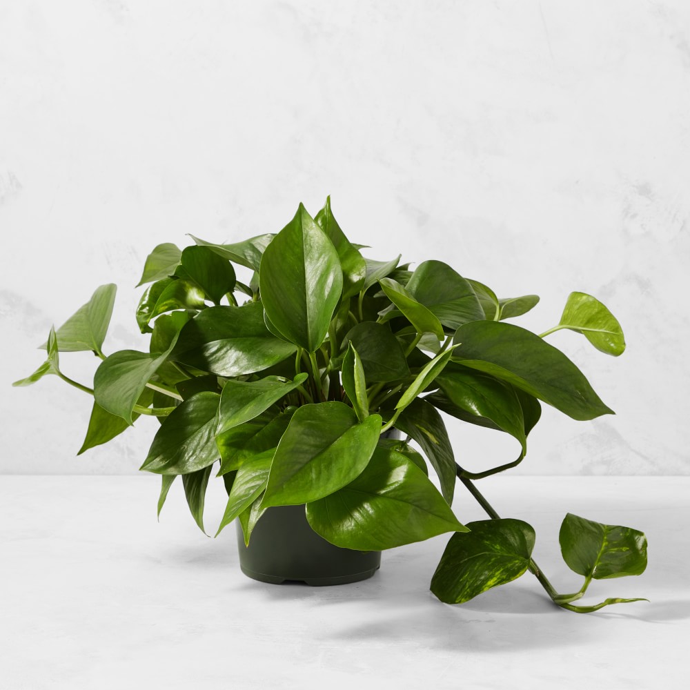 How to Care for a Pothos Plant the Right Way