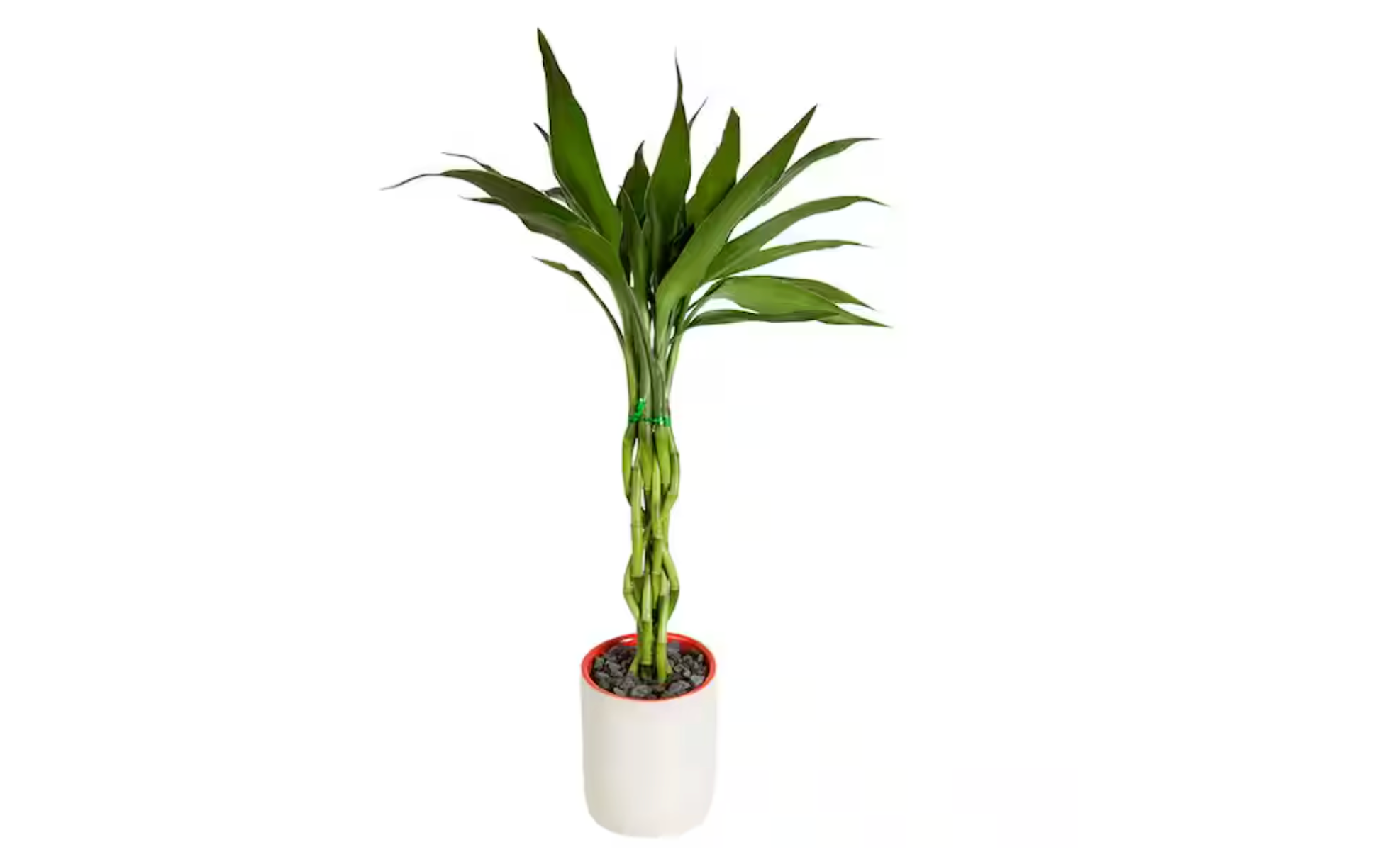 Lucky Bamboo Plant Care: Everything to Know