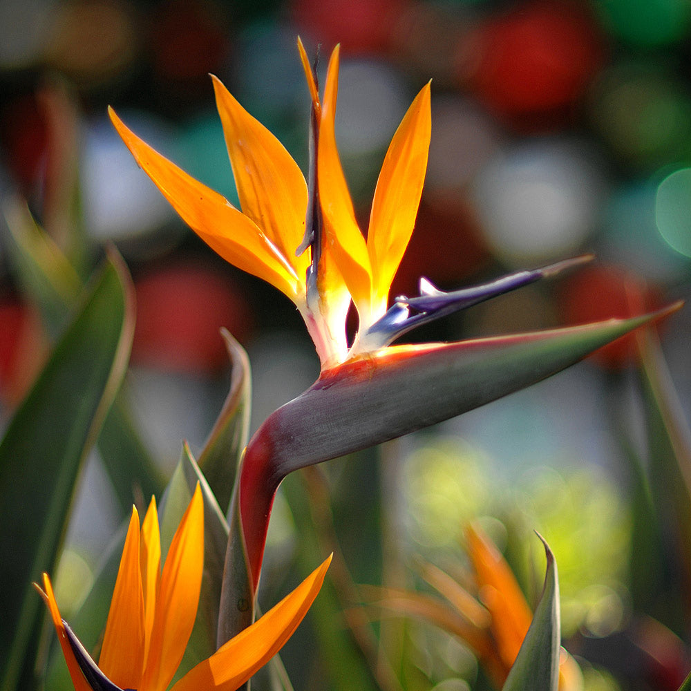 How to Grow and Care for Bird-of-Paradise Plants, According to an