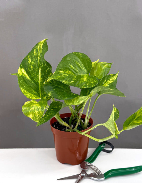 The Complete Guide to Hawaiian Pothos Care
