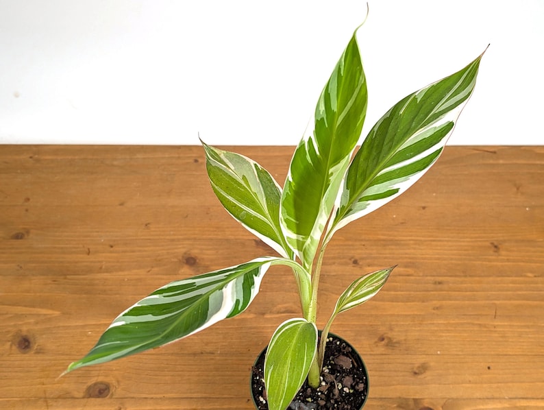 How to Care for Banana Leaf Plants, According to an Expert