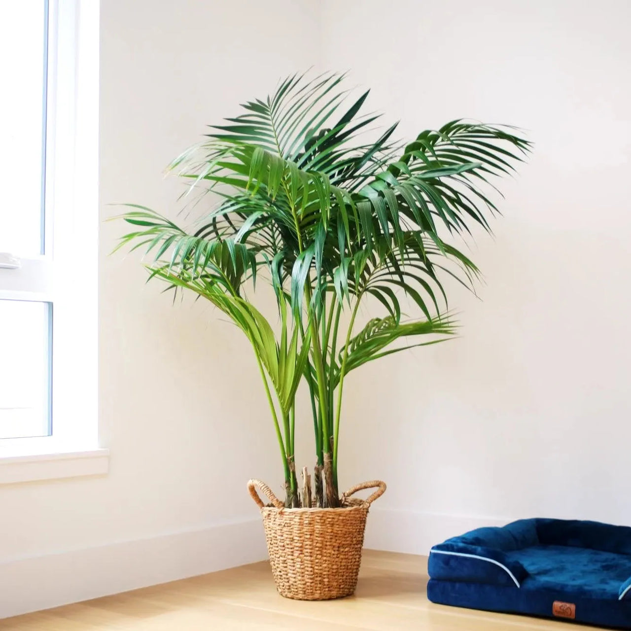 buy jade plant Buy Jade Plant Sapling (1pc) | Only Rs.69/- main image 1
