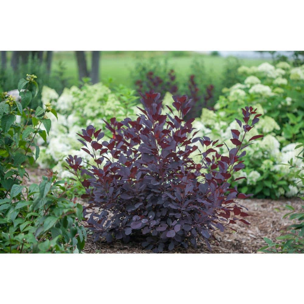 horsetail planter Buy Horsetail Plant Online