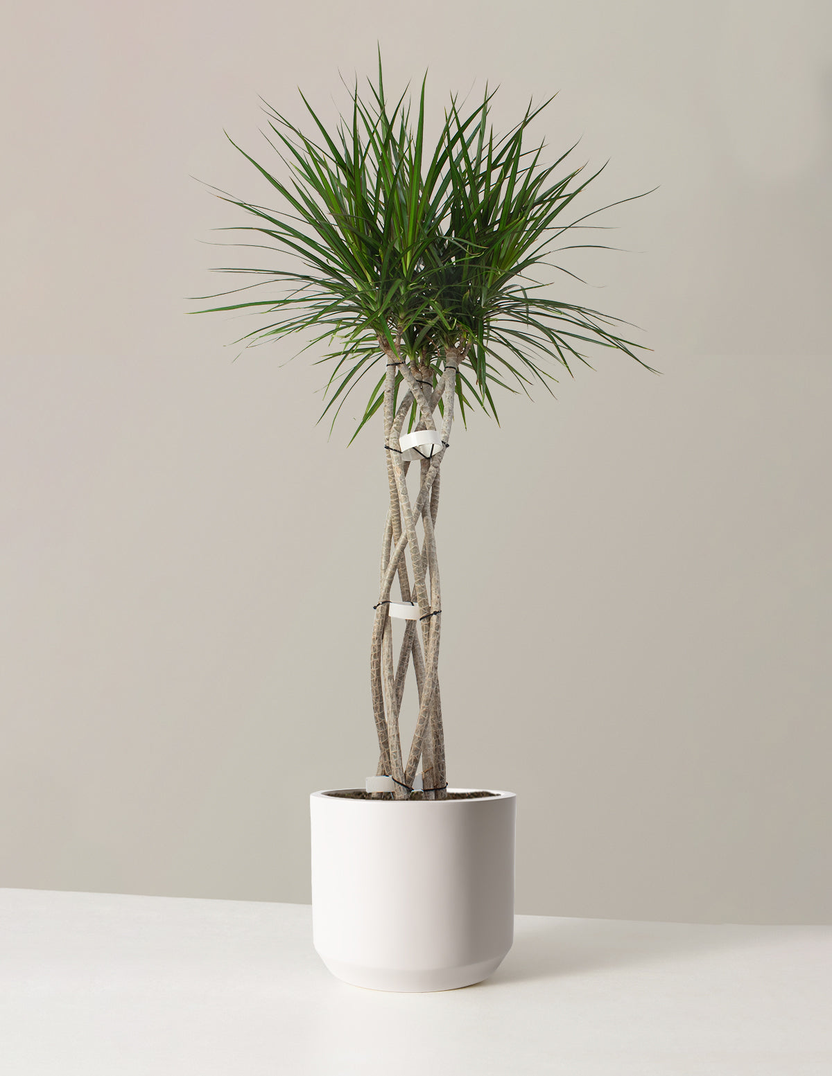 Dracaena Care 101: Growing the World's Most Forgiving Houseplant