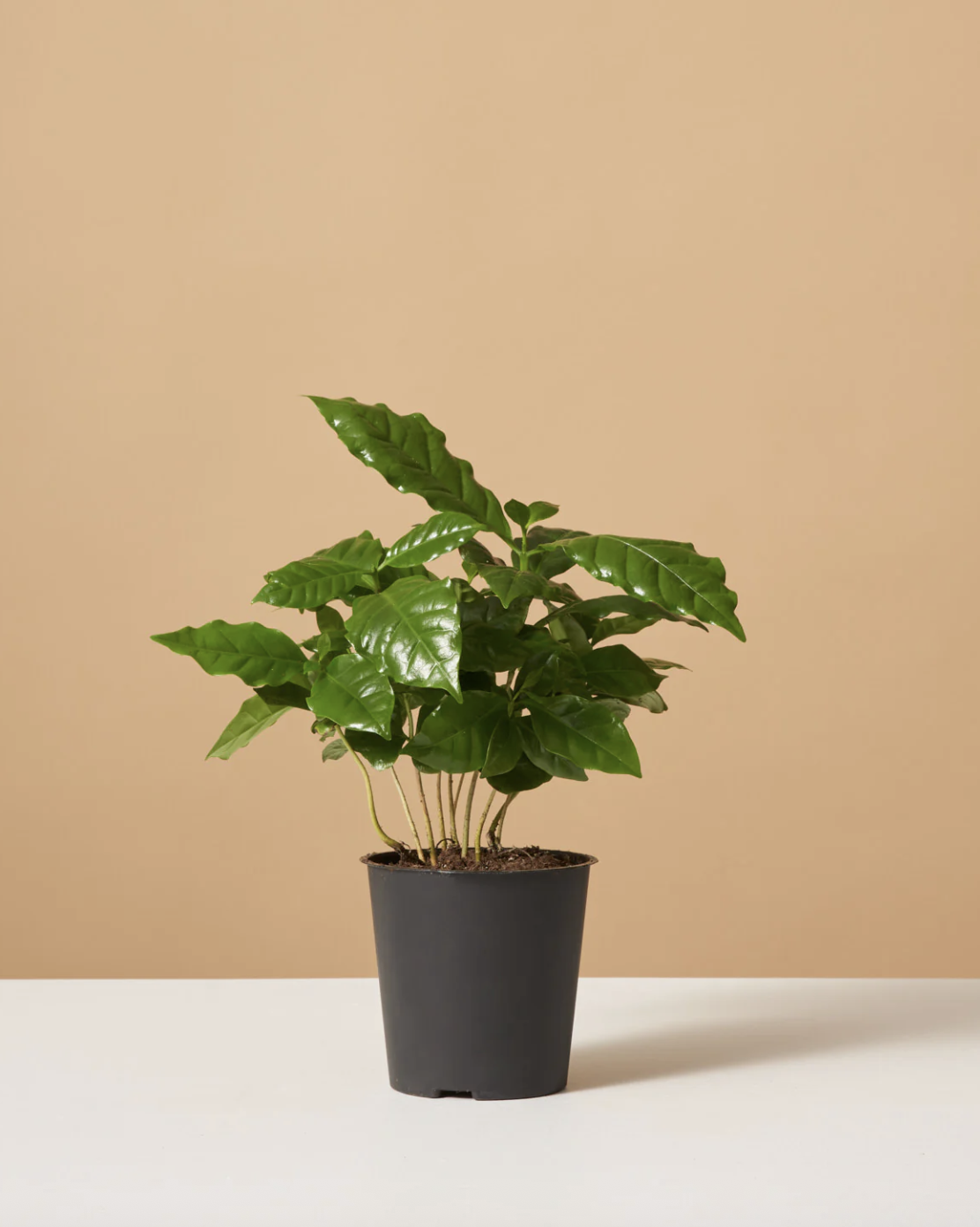 How to Grow and Care for Coffee Plants Indoors