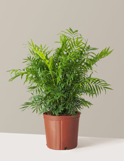 Your Foolproof Guide to Indoor Palm Plant Care