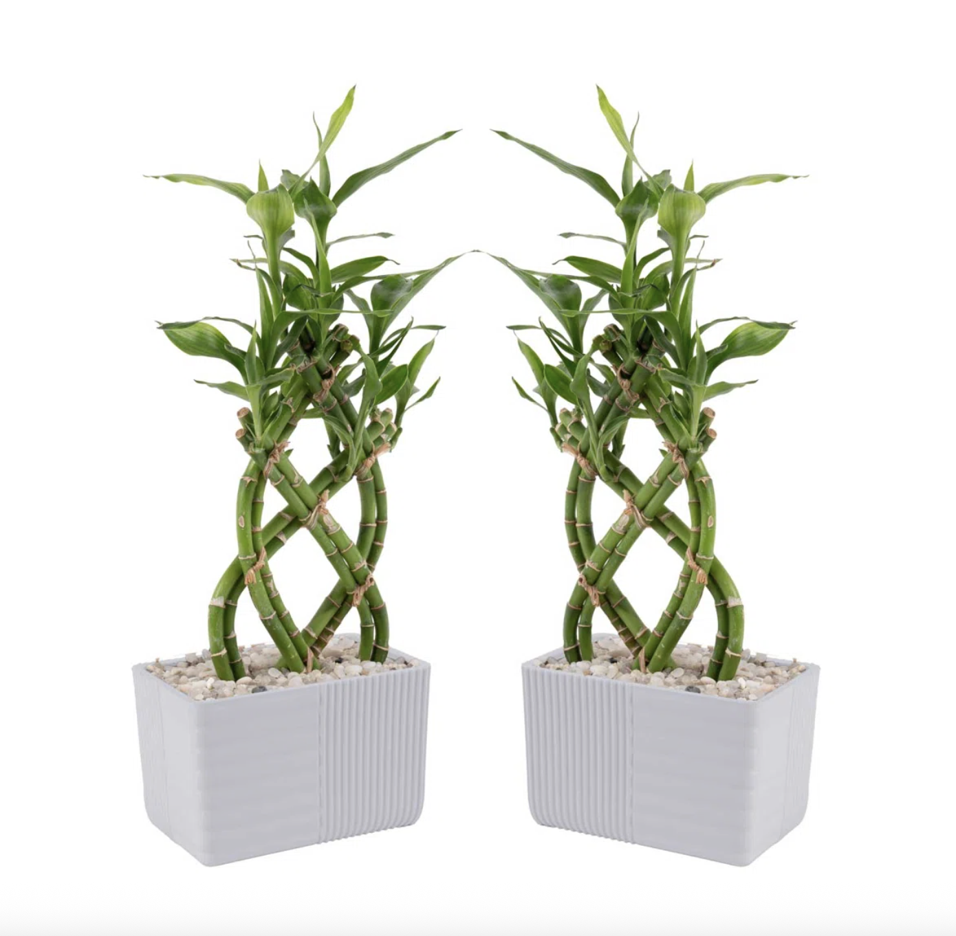 The Ultimate Lucky Bamboo Guide for Beginners and Plant Pros